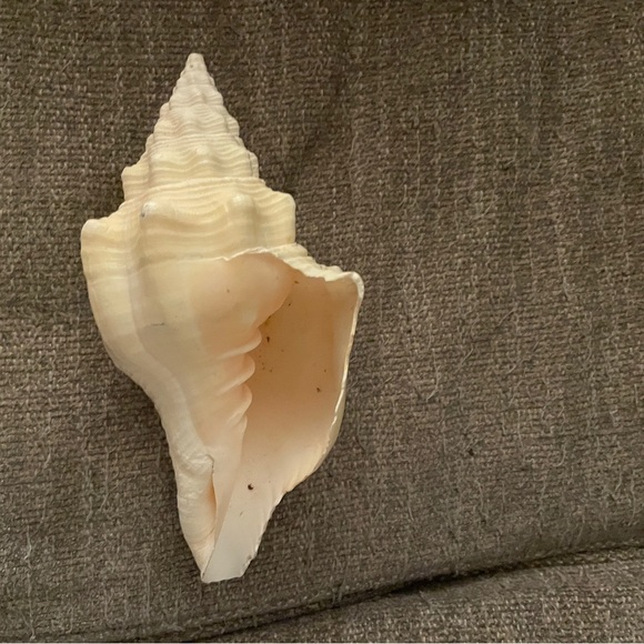 Natural Cream Conch Shell Decor - Picture 2 of 2